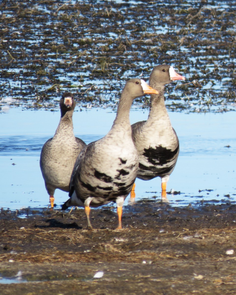 Greater White-fronted Goose - ML71821001
