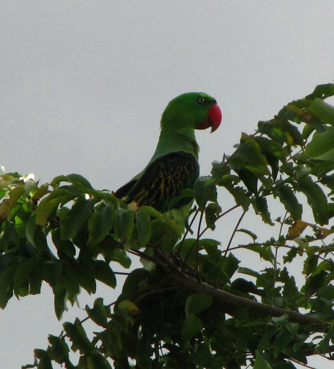 Great-billed Parrot - ML718211