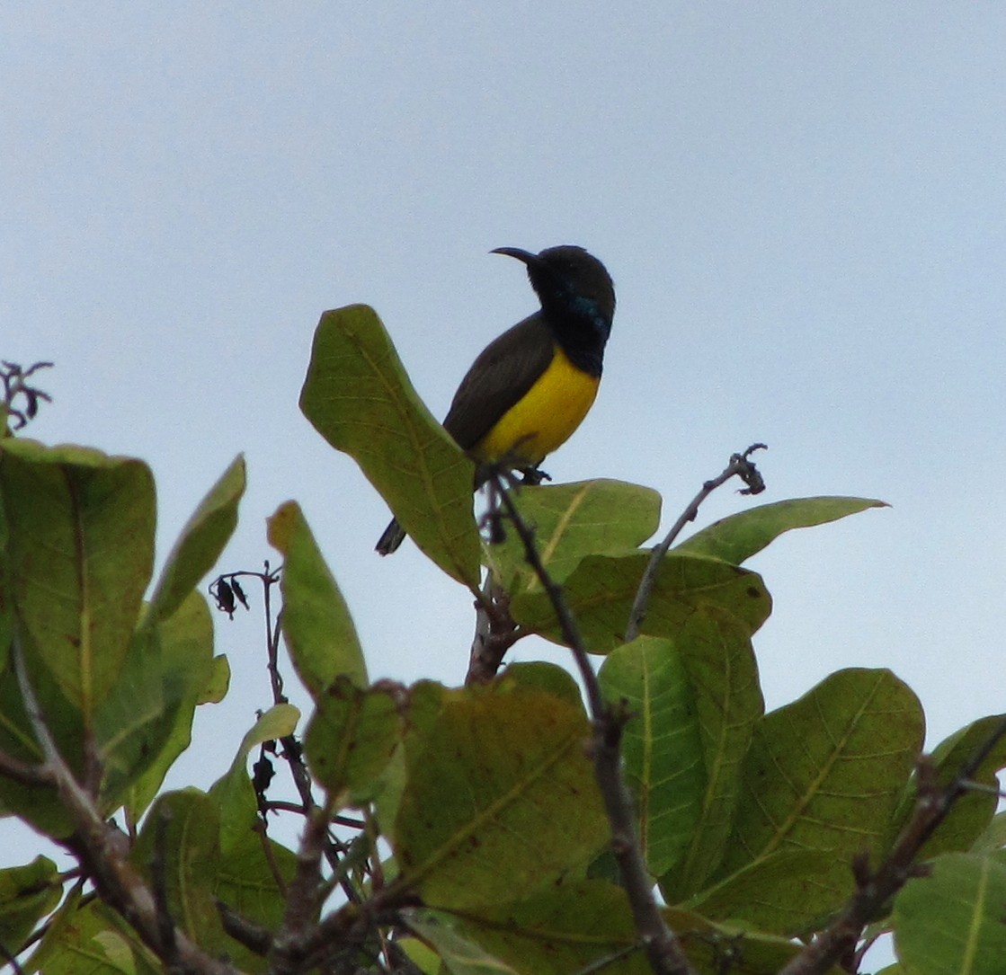 Ornate Sunbird - Opwall Indonesia