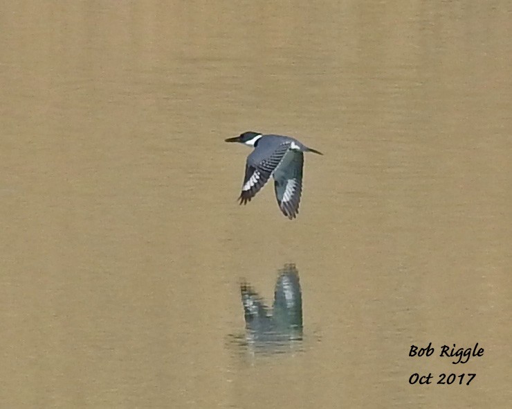 Belted Kingfisher - ML71822321