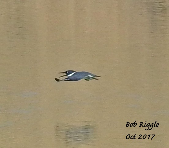 Belted Kingfisher - ML71822331