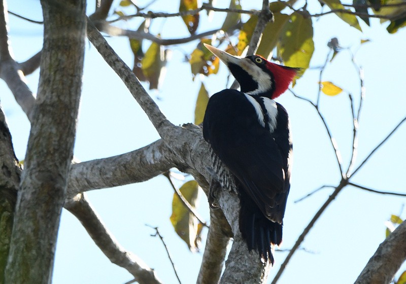 Crimson-crested Woodpecker - Tadeusz Stawarczyk