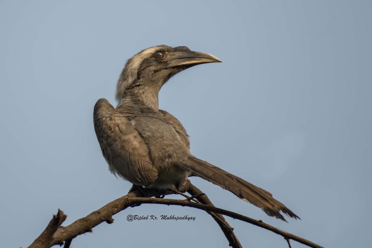 Indian Gray Hornbill - Biplab kumar Mukhopadhyay