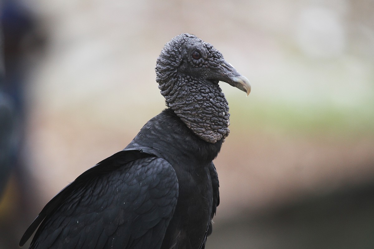 Black Vulture - Eduardo Soler