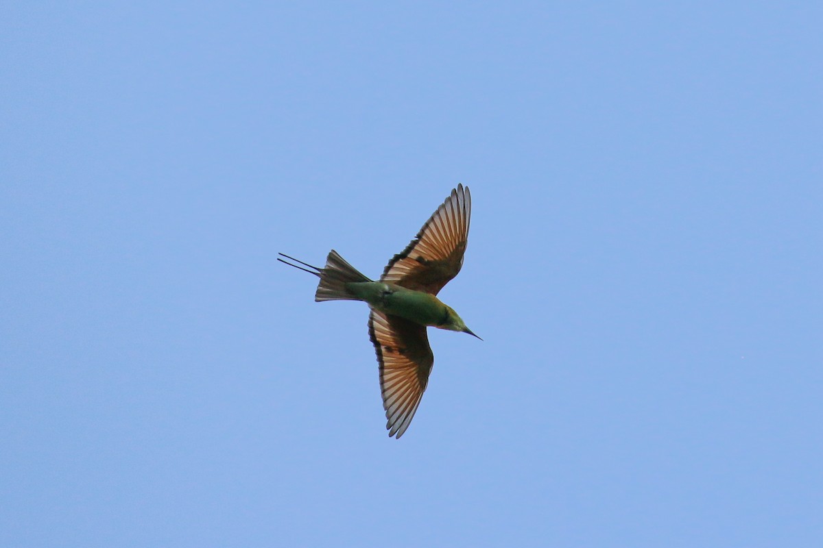 Asian Green Bee-eater - ML71825301