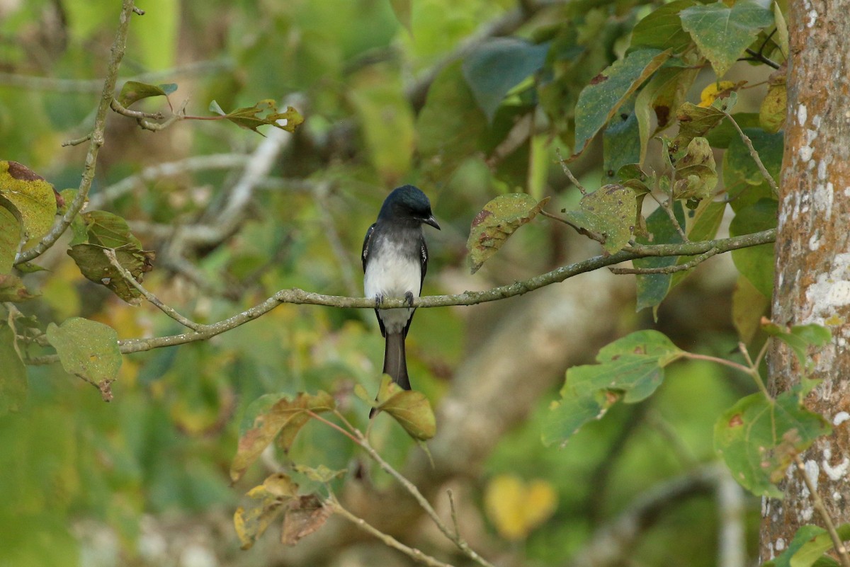 White-bellied Drongo (White-bellied) - ML71825361