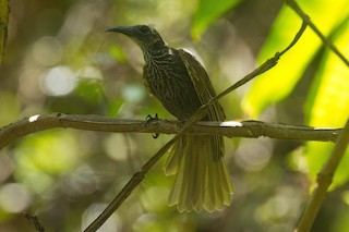  - White-streaked Friarbird