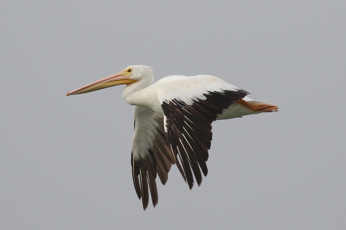 American White Pelican - Christian Fernandez