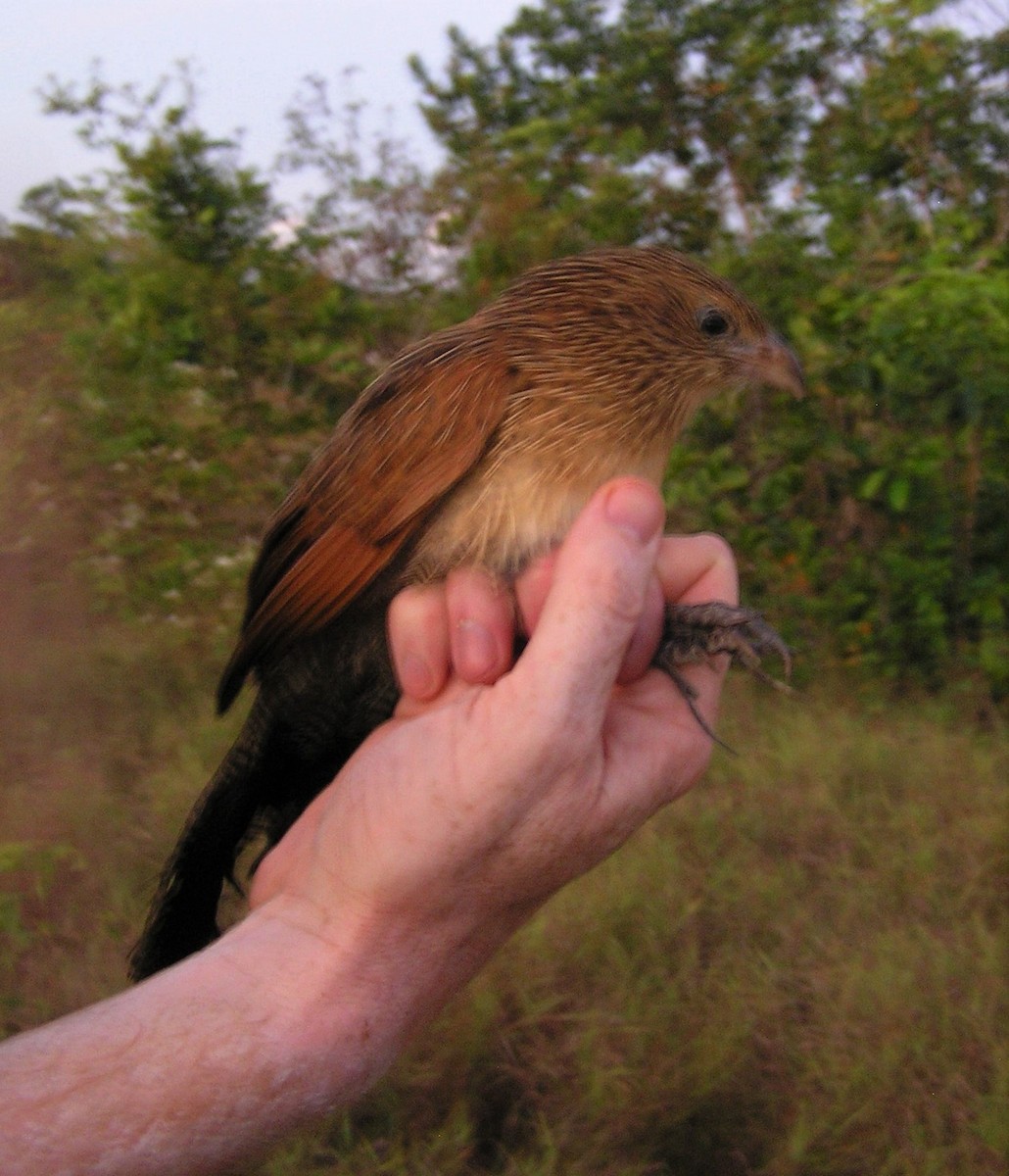 Lesser Coucal - Opwall Indonesia