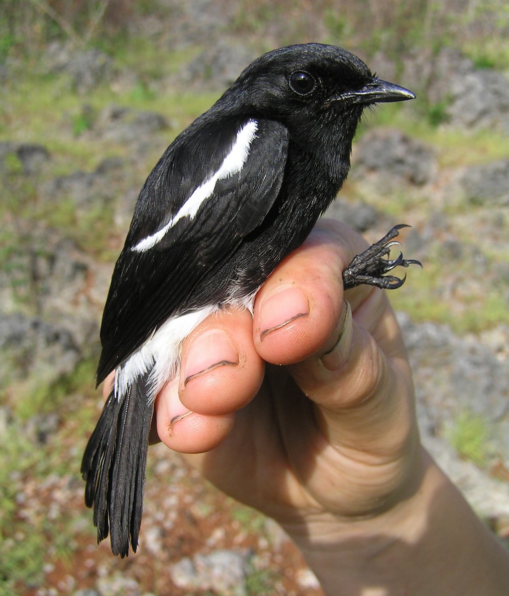 Pied Bushchat - Opwall Indonesia
