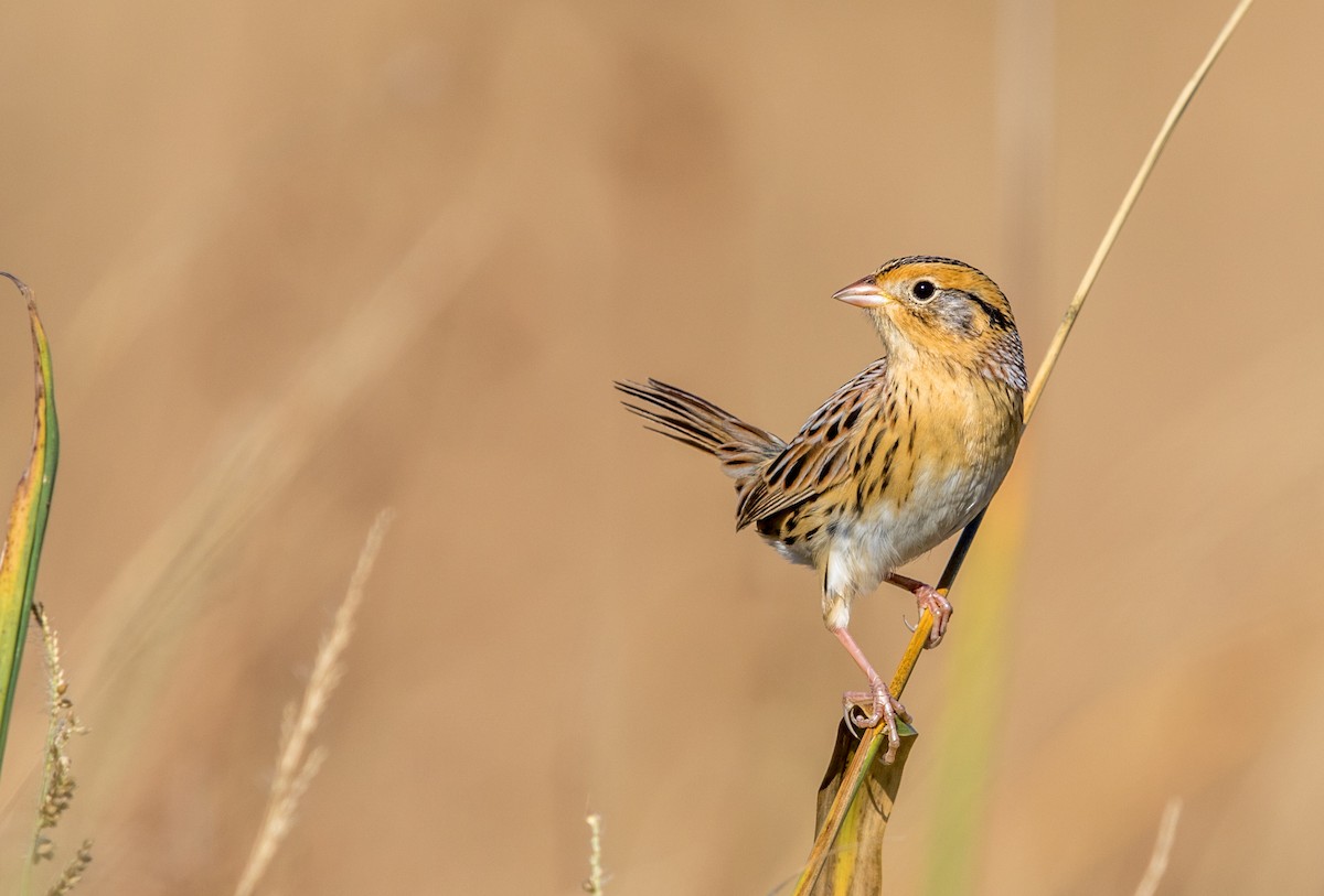LeConte's Sparrow - Jeff Timmons