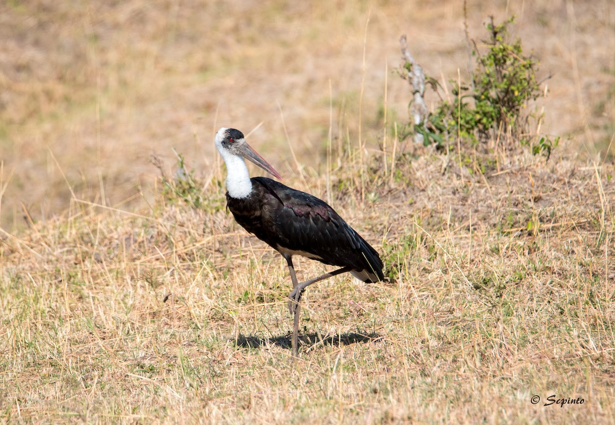 African Woolly-necked Stork - Shailesh Pinto