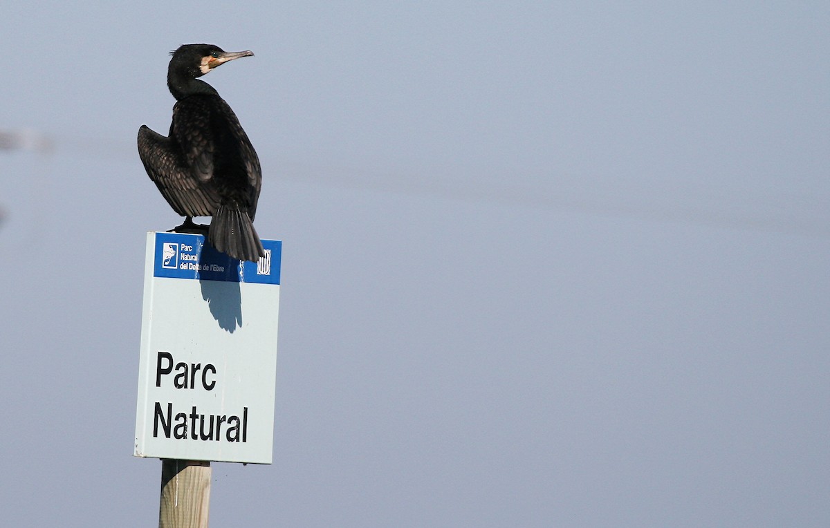 Great Cormorant (North Atlantic) - Eduardo Soler