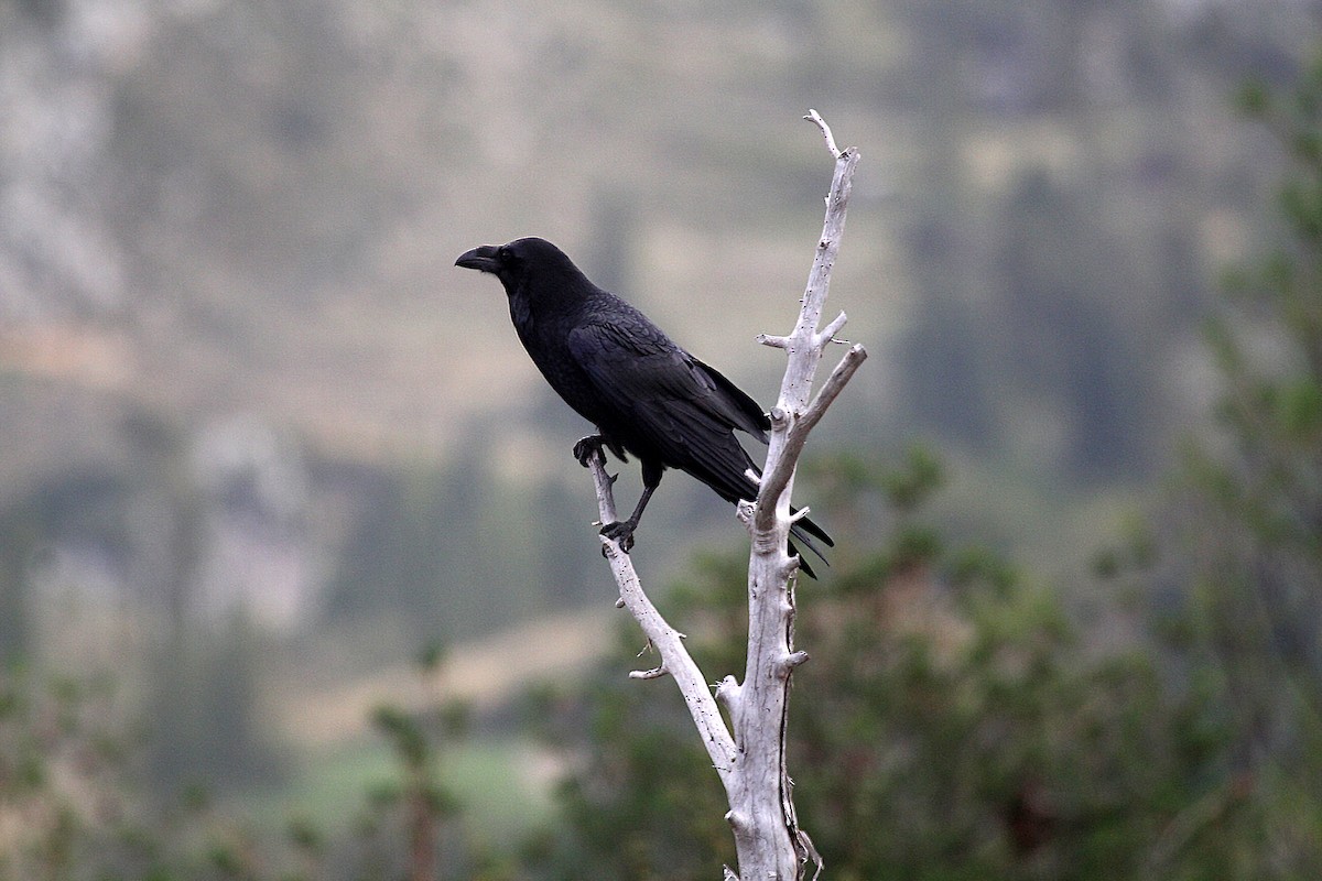 Common Raven - Eduardo Soler