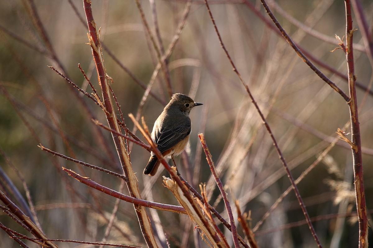 Common Redstart (Common) - Eduardo Soler