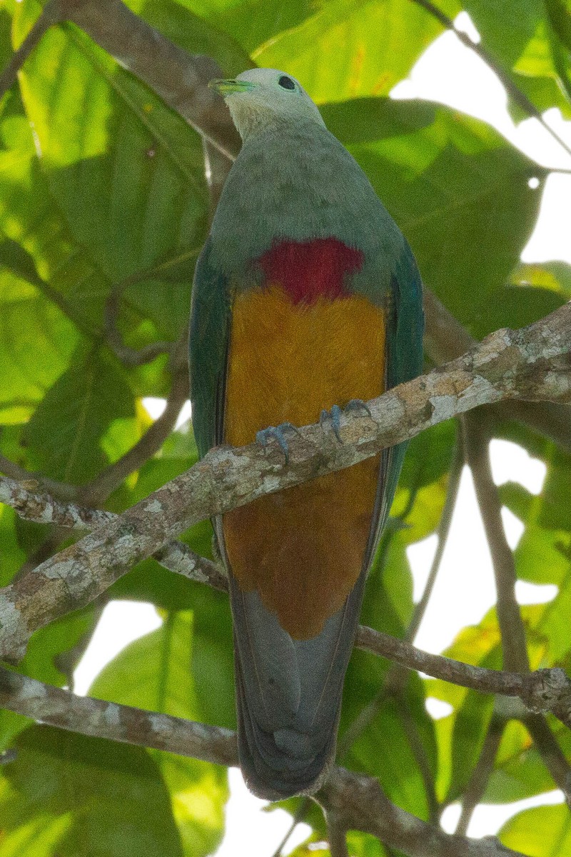 Scarlet-breasted Fruit-Dove - ML71831671