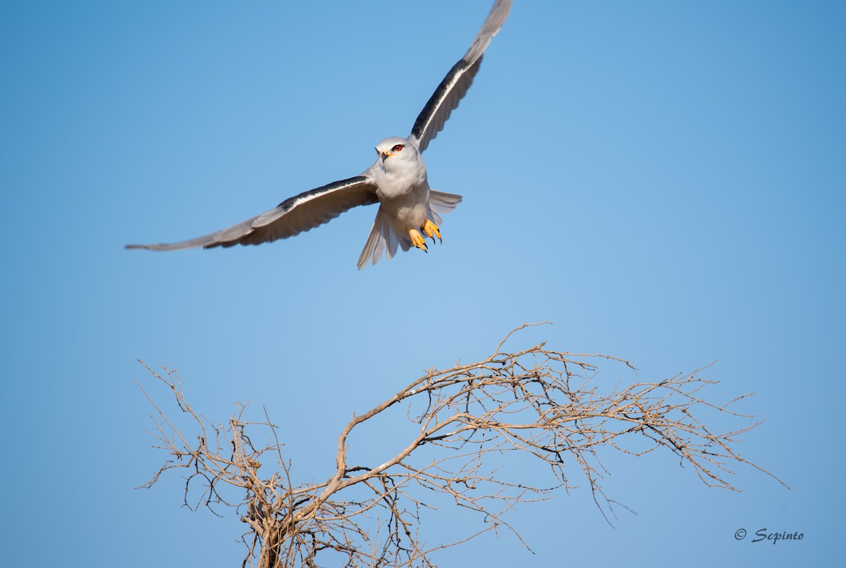 Black-winged Kite - Shailesh Pinto