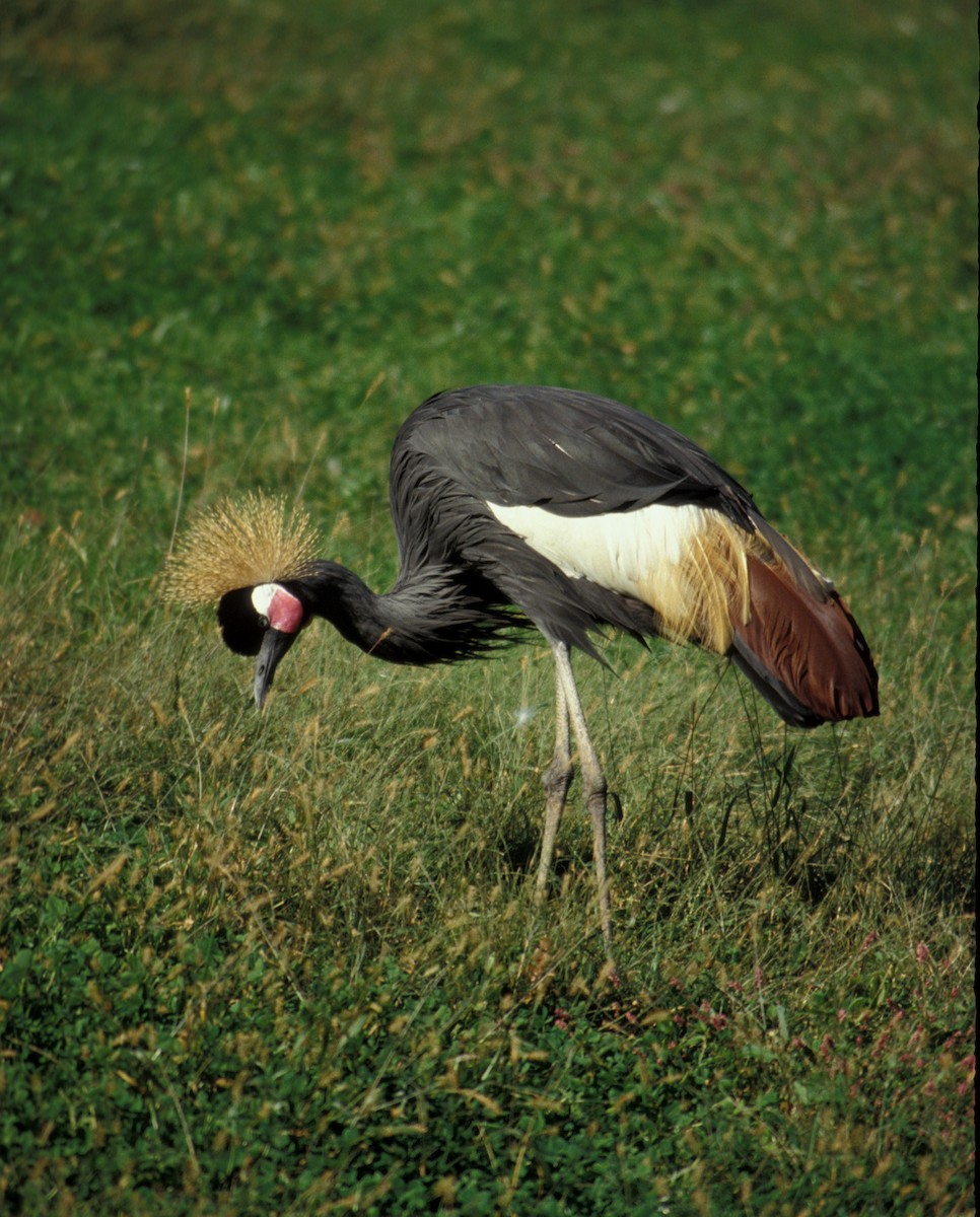 Black Crowned-Crane - marvin hyett