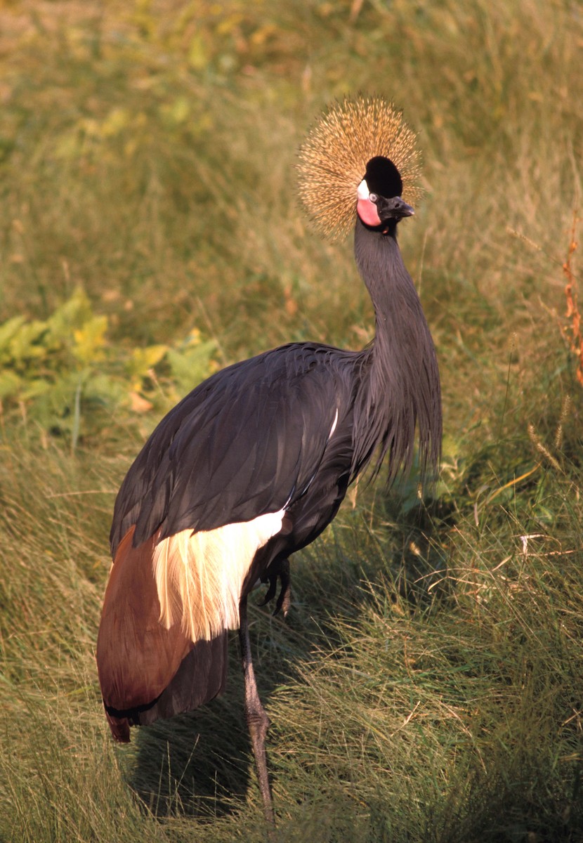 Black Crowned-Crane - marvin hyett
