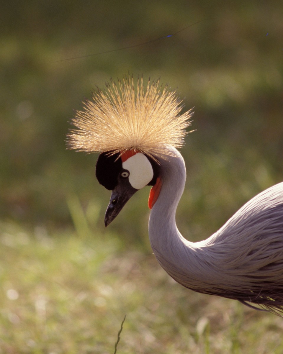 Gray Crowned-Crane - marvin hyett