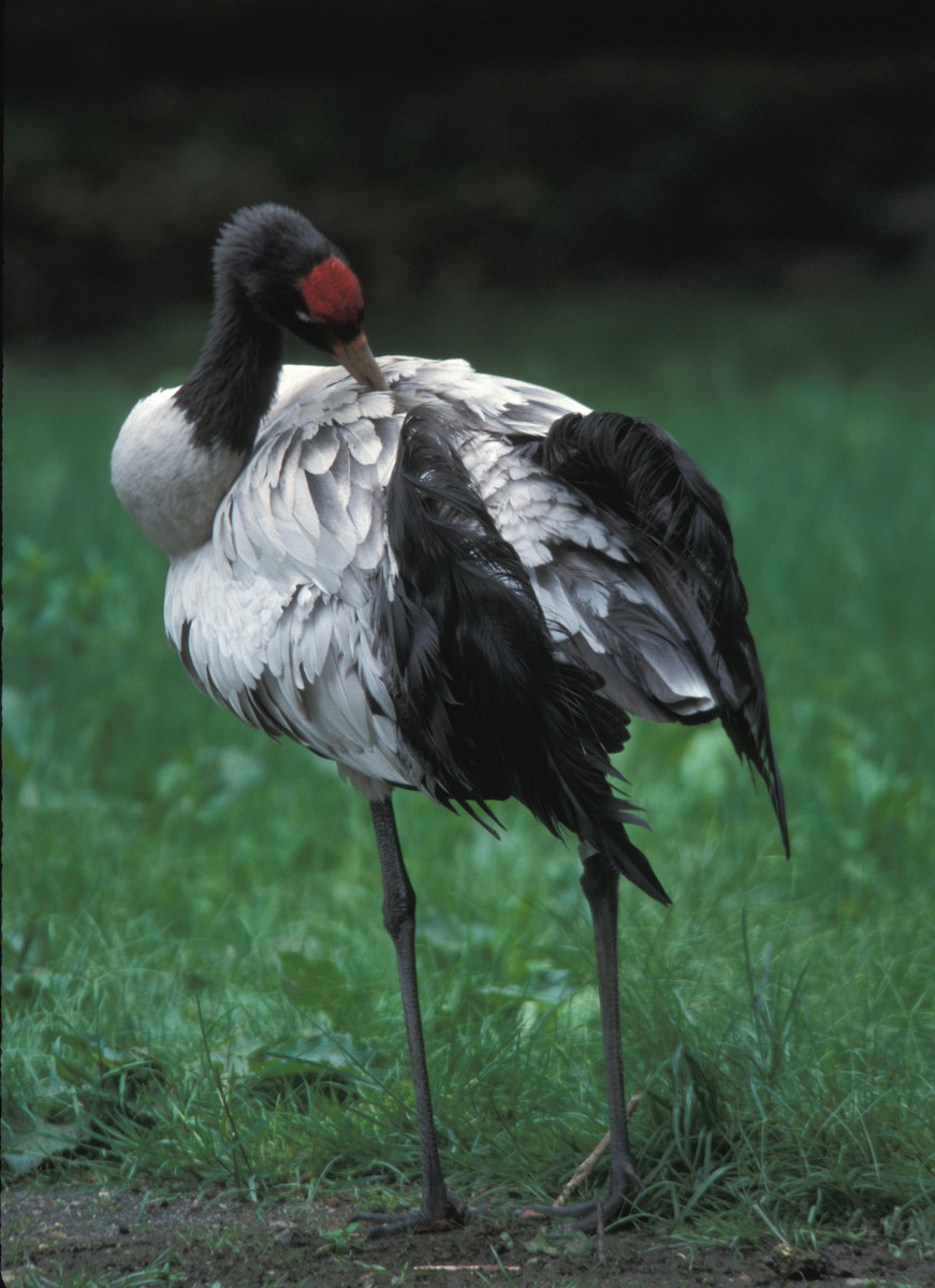 Black-necked Crane - marvin hyett
