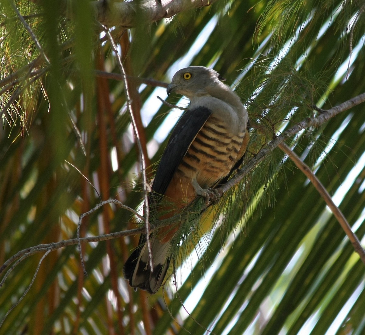 Pacific Baza - Opwall Indonesia