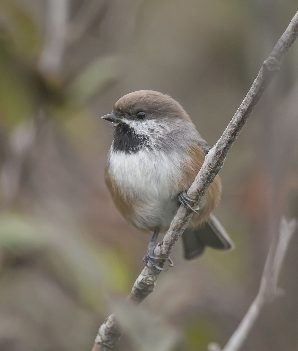 Boreal Chickadee - Ronnie d'Entremont