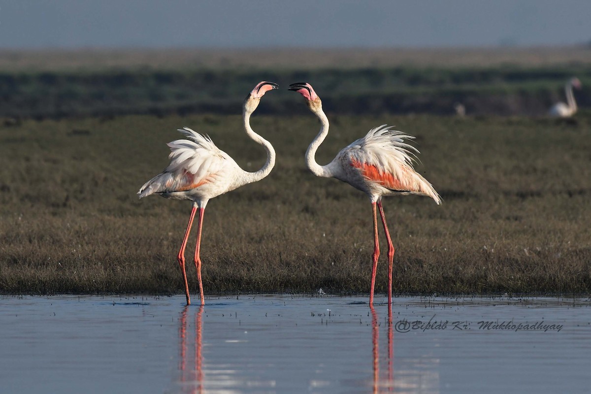 Greater Flamingo - Biplab kumar Mukhopadhyay