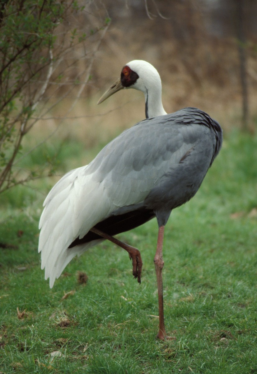 White-naped Crane - marvin hyett