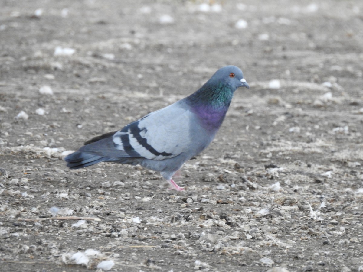 Rock Pigeon (Feral Pigeon) - ML71833601