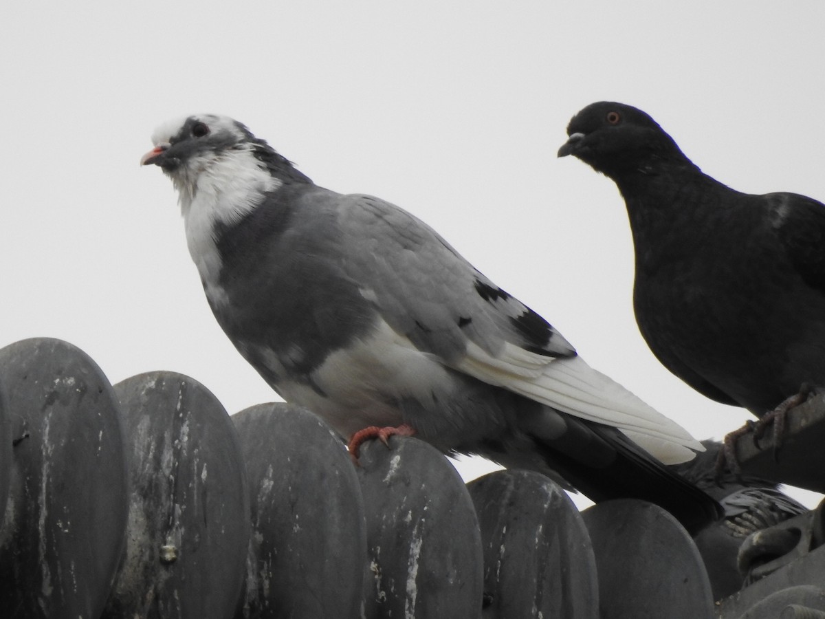Rock Pigeon (Feral Pigeon) - Dale Heinert