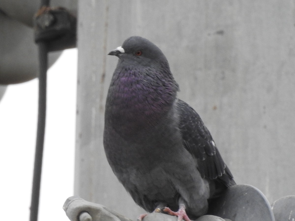 Rock Pigeon (Feral Pigeon) - ML71833631