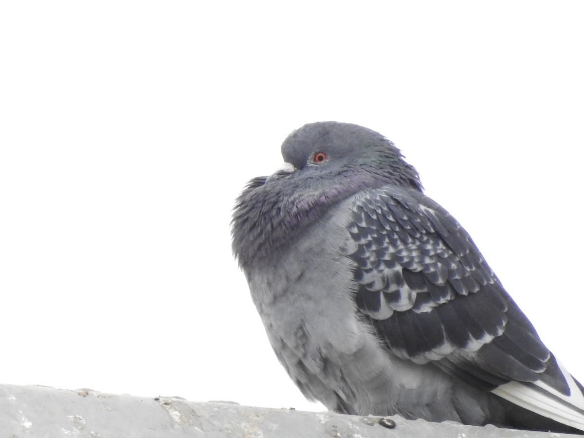 Rock Pigeon (Feral Pigeon) - ML71833651