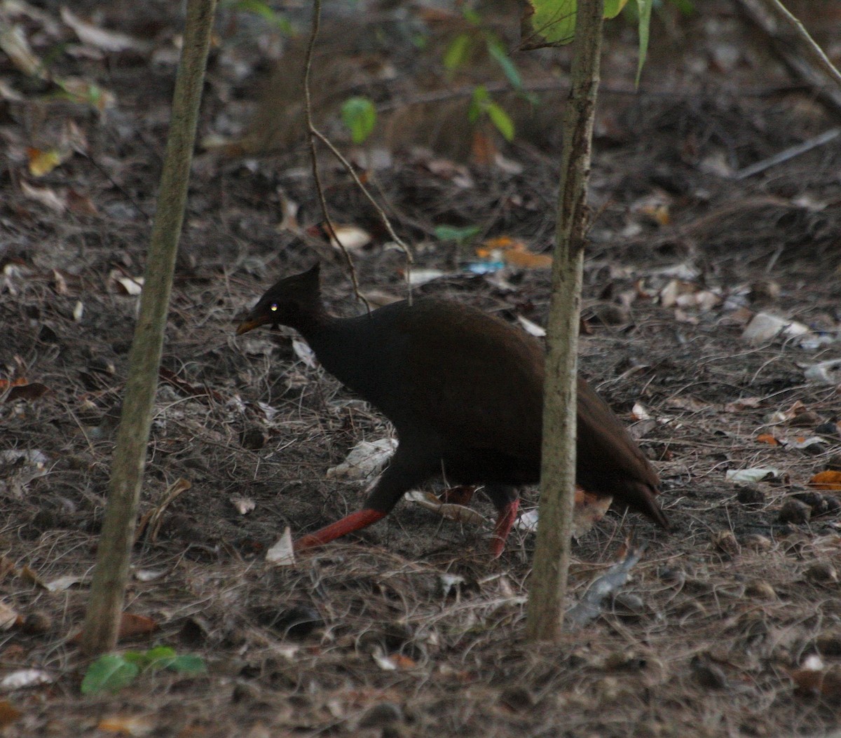 Orange-footed Megapode - Opwall Indonesia