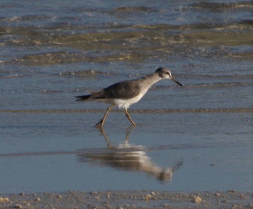 Gray-tailed Tattler - Opwall Indonesia