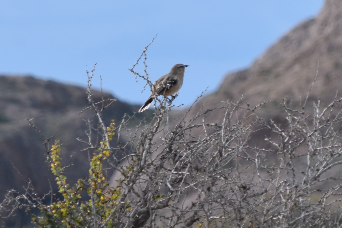 Patagonian Mockingbird - ML71834161