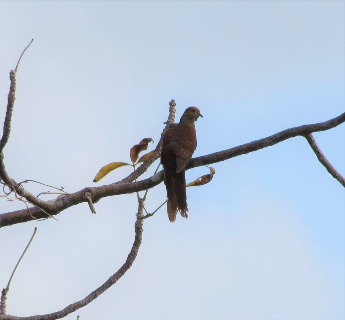 Sultan's Cuckoo-Dove (Sulawesi) - Opwall Indonesia