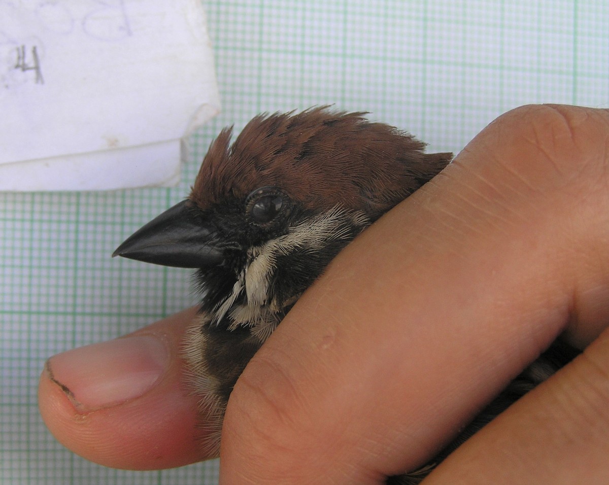 Eurasian Tree Sparrow - Opwall Indonesia