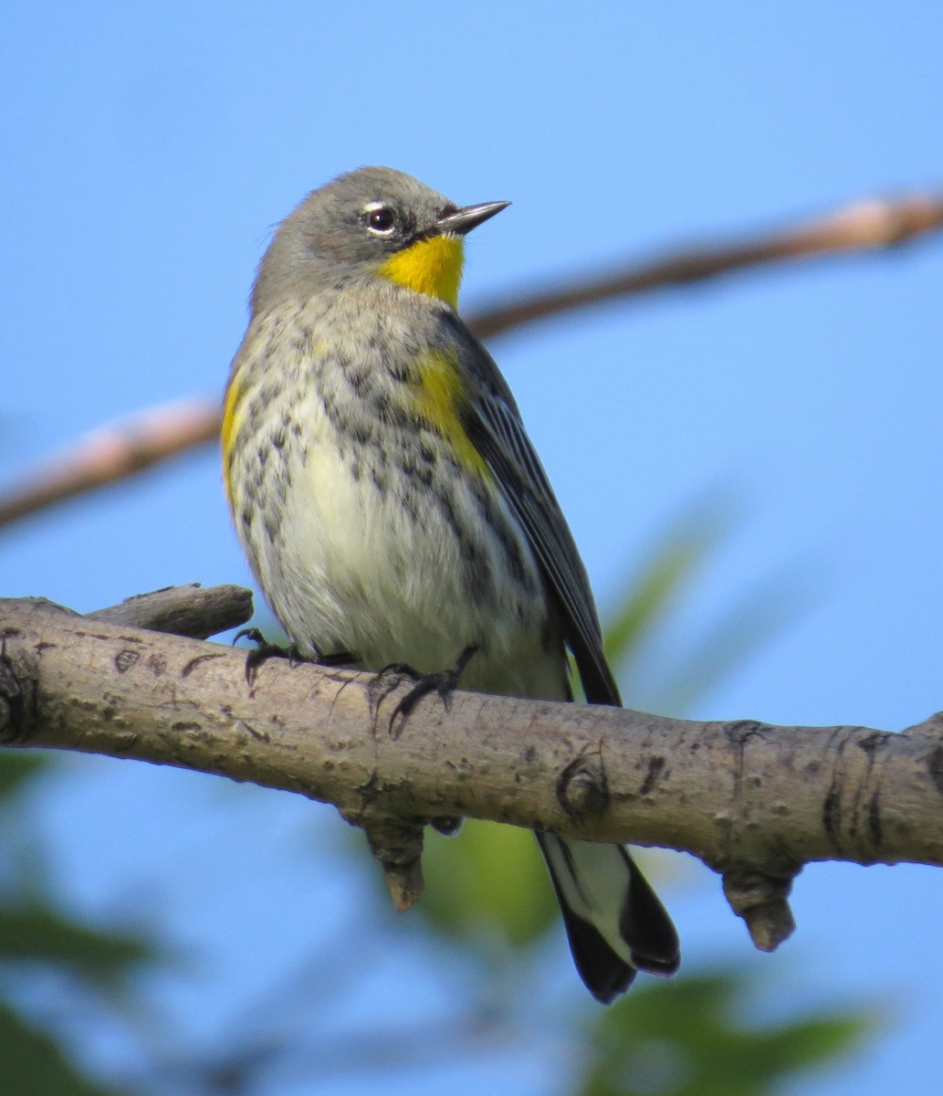 Yellow-rumped Warbler (Audubon's) - Michael Woodruff