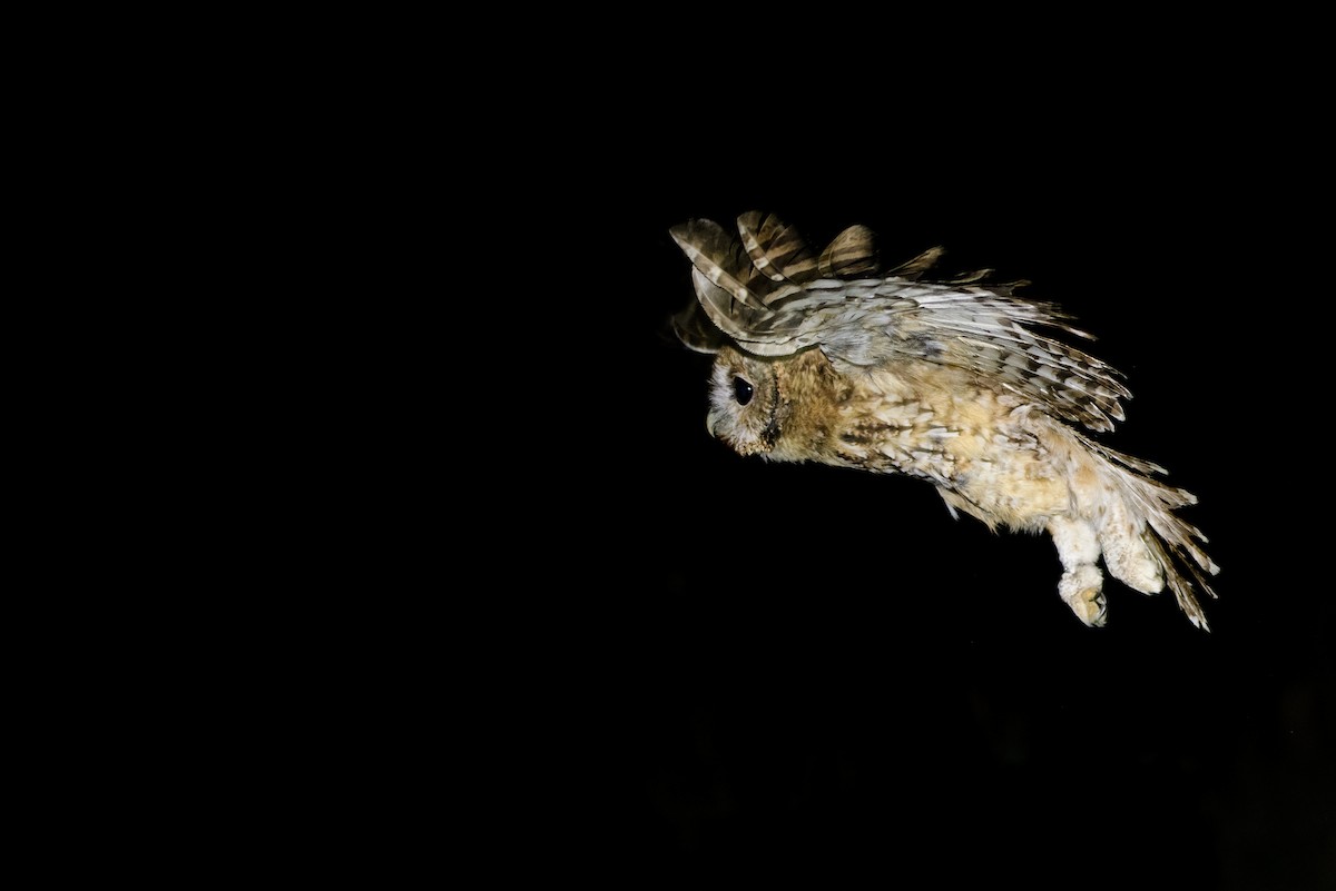 Tawny Owl (Tawny) - Arnau Soler
