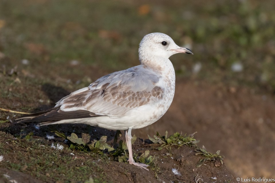 Common Gull - Luis Rodrigues