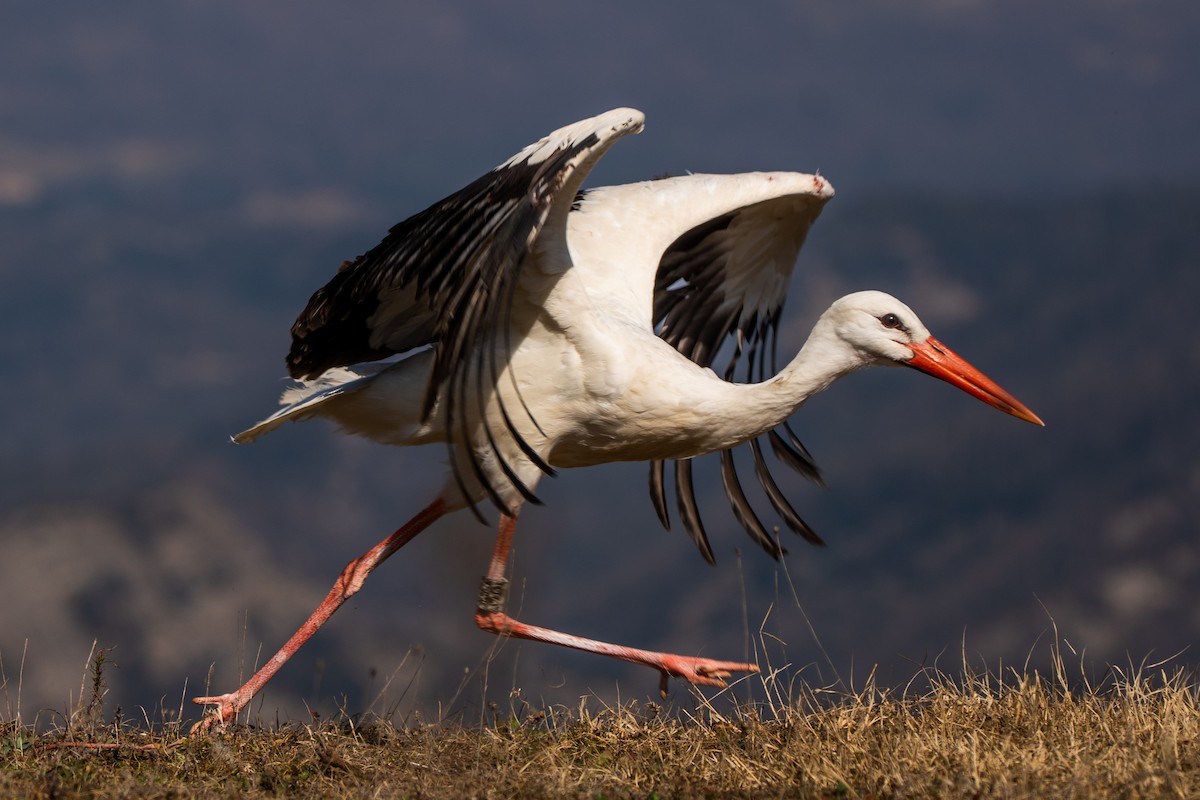 White Stork - Arnau Soler
