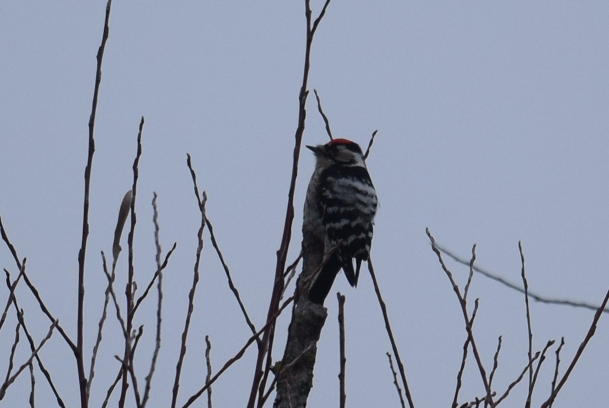 Lesser Spotted Woodpecker - Lorenzo Vinciguerra