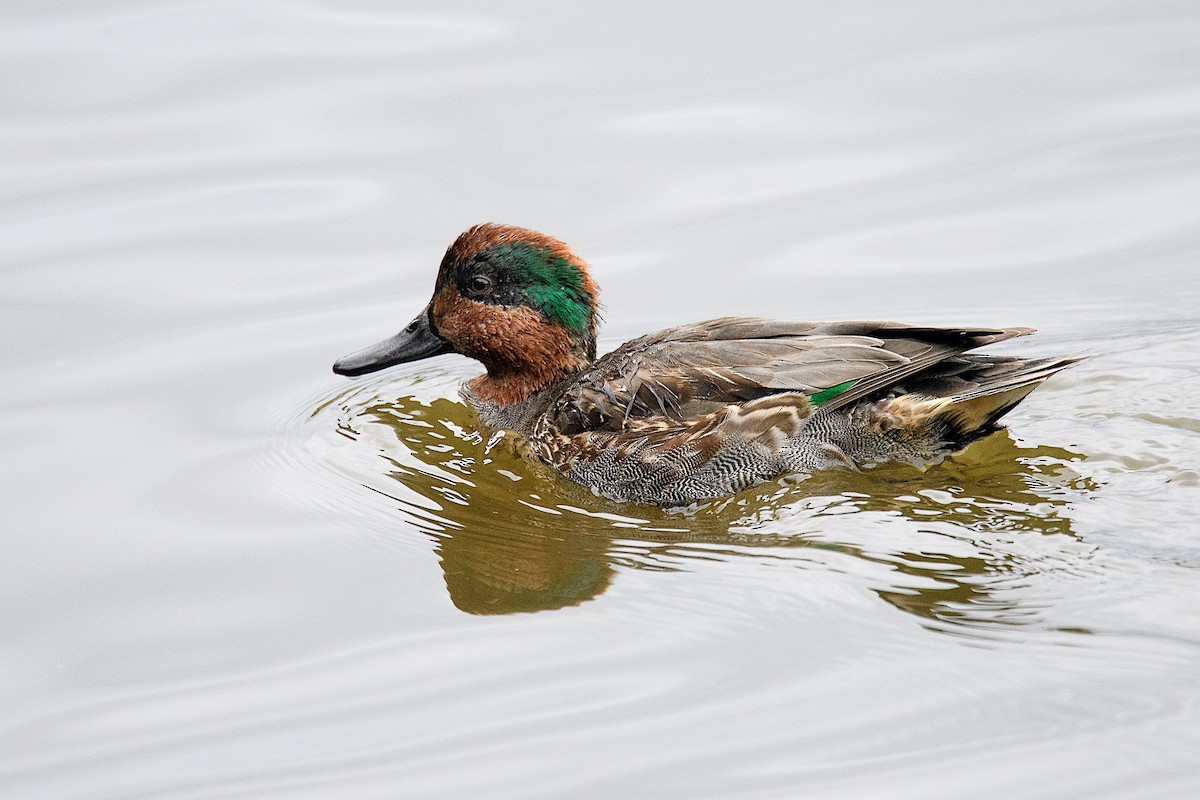 Green-winged Teal - ML71838351