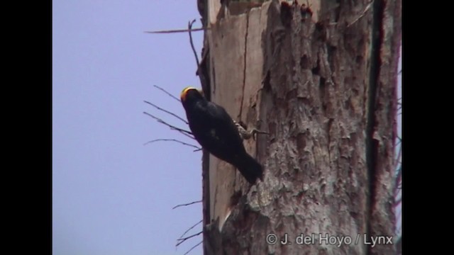 Yellow-tufted Woodpecker - ML718389