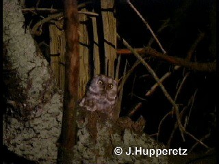 Boreal Owl (Tengmalm's) - ML718422