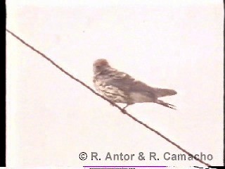 Lesser Striped Swallow - ML718424