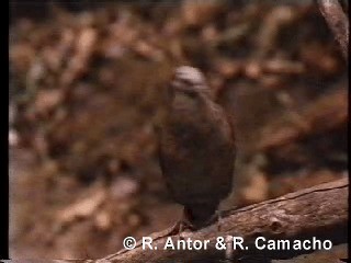 holub houkavý (ssp. inornata) - ML718426