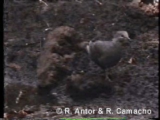 holub houkavý (ssp. inornata) - ML718427