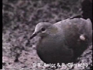 Коричневый голубь (inornata) - ML718428